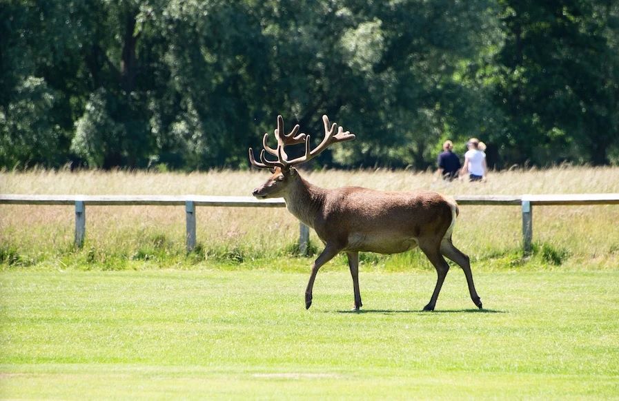 藍莎集團 | 英國置產一站式服務