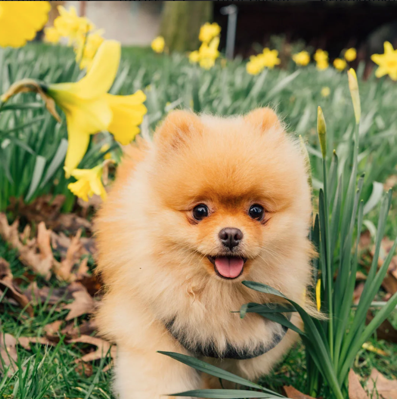 藍莎集團 | 英國置產一站式服務